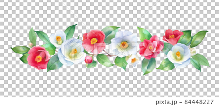 紅白の椿の水彩イラスト。横ライン装飾。 84448227