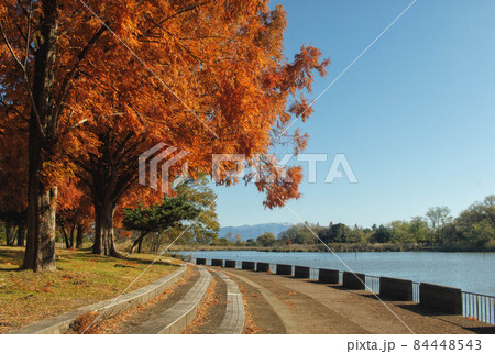 滋賀県長浜市にある奥びわスポーツの森に隣接する内湖の秋景色 滋賀県長浜市にある奥びわスポーツの森に隣接する内湖の秋景色 84448543
