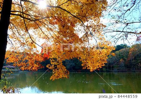 陽ざしを浴びて黄金色に輝く 紅葉 風景 陽ざしを浴びて黄金色に輝く 紅葉 風景 84448559