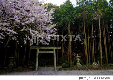 神社に美しい桜花。こころ改まる。 84448560