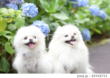 2匹の可愛い白いポメラニアンとお花の写真素材 [84448754] - PIXTA