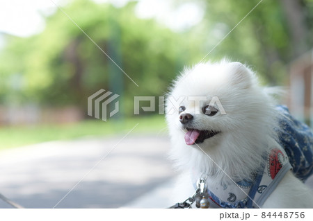 可愛い白いポメラニアンとお花の写真素材