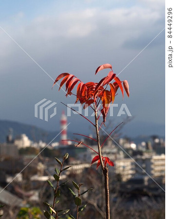 紅葉したハゼノキ(高知市街と源内山緑地の櫨の木) 紅葉したハゼノキ(高知市街と源内山緑地の櫨の木) 84449296