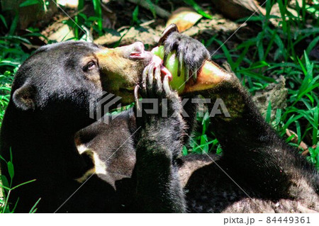 マレーシア・ボルネオ島に住むマレーグマ 84449361