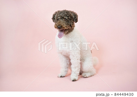 微笑むパーティカラーのトイプードル 84449430