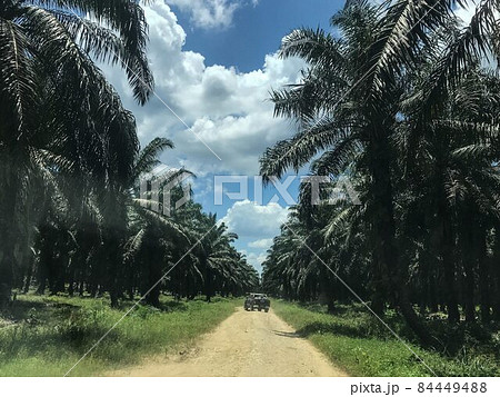 マレーシア・ボルネオ島のアブラヤシ畑【プランテーション】 84449488