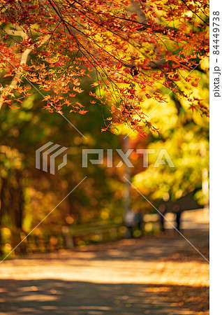 もみじ谷で紅葉狩りをする人々【福岡県北九州市】 84449738