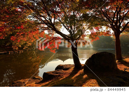 紅葉の逆光撮影 紅葉の逆光撮影 84449945