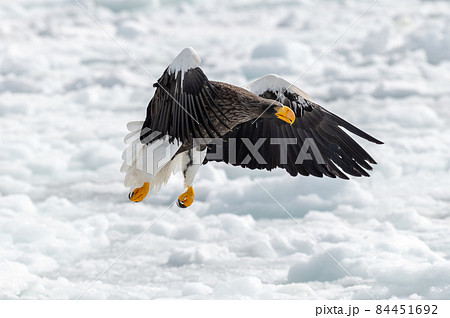 知床　冬 84451692