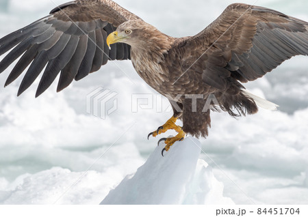 知床　冬 84451704