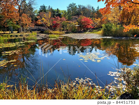 北海道岩見沢市の玉泉館跡地公園でピークを迎えた紅葉【10月】 北海道岩見沢市の玉泉館跡地公園でピークを迎えた紅葉【10月】 84451753