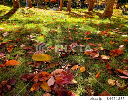 北海道岩見沢市の玉泉館跡地公園の紅葉【10月】 北海道岩見沢市の玉泉館跡地公園の紅葉【10月】 84451885