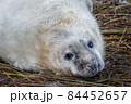 Grey Seal Pup 84452657