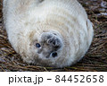 Grey Seal Pup 84452658