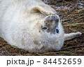 Grey Seal Pup 84452659