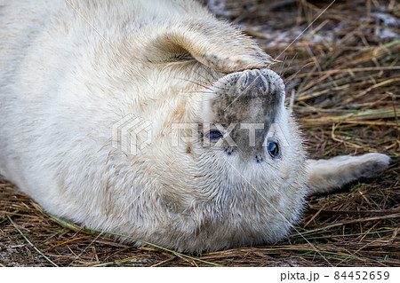Grey Seal Pup Grey Seal Pup 84452659