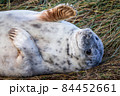 Grey Seal Pup 84452661