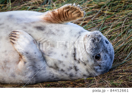 Grey Seal Pup Grey Seal Pup 84452661