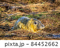 Grey Seal Pup 84452662