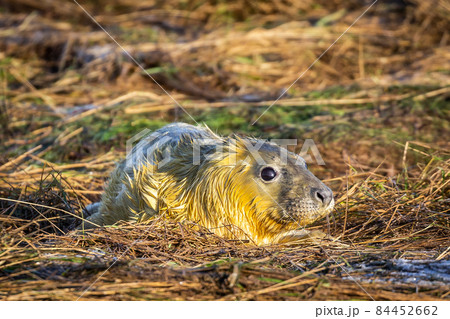 Grey Seal Pup Grey Seal Pup 84452662