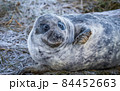 Grey Seal Pup 84452663