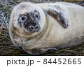 Grey Seal Pup 84452665