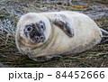 Grey Seal Pup 84452666