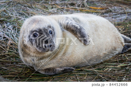Grey Seal Pup 84452666