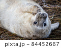 Grey Seal Pup 84452667