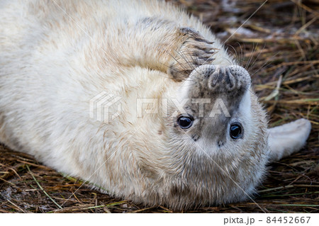 Grey Seal Pup 84452667