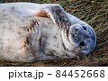 Grey Seal Pup 84452668