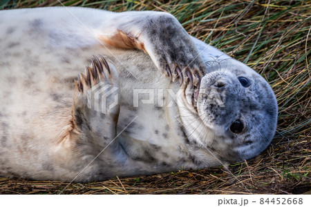 Grey Seal Pup 84452668