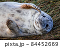 Grey Seal Pup 84452669