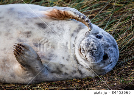 Grey Seal Pup Grey Seal Pup 84452669