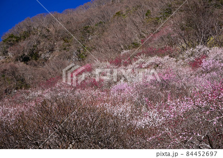満開の梅の花 84452697