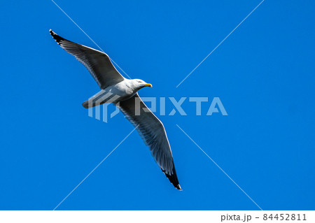 The European Herring Gull, Larus argentatus is a large gull 84452811