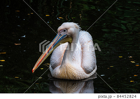 Great White Pelican, Pelecanus onocrotalus in a park Great White Pelican, Pelecanus onocrotalus in a park 84452824