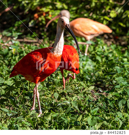Scarlet ibis, Eudocimus ruber. Wildlife animal in the zoo Scarlet ibis, Eudocimus ruber. Wildlife animal in the zoo 84452825