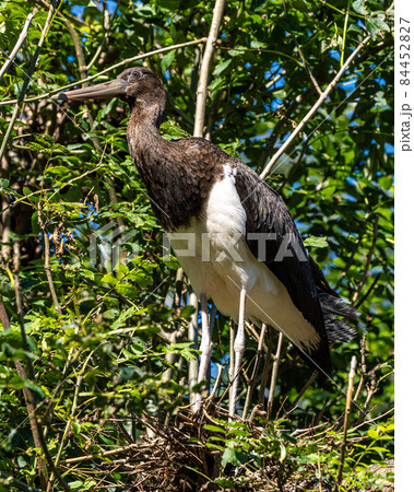 Black stork, Ciconia nigra in a german nature park Black stork, Ciconia nigra in a german nature park 84452827