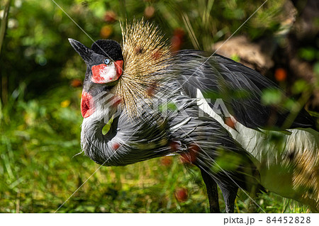 Black Crowned Crane, Balearica pavonina in a park 84452828