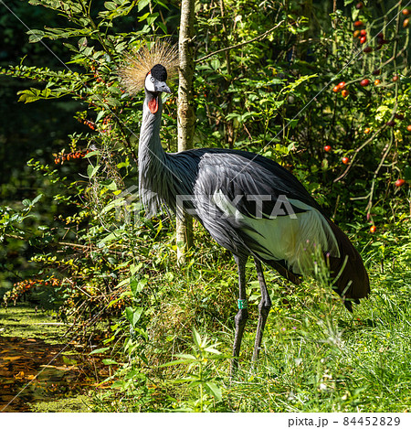 Black Crowned Crane, Balearica pavonina in a park 84452829