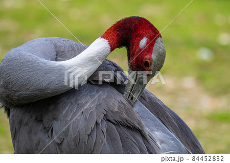 Sarus crane, Grus antigone also known as Indian sarus crane 84452832