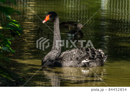 Black Swan, Cygnus atratus in a german nature park Black Swan, Cygnus atratus in a german nature park 84452854