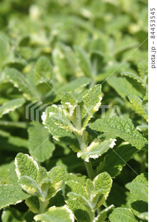 Pineapple mint 84453545