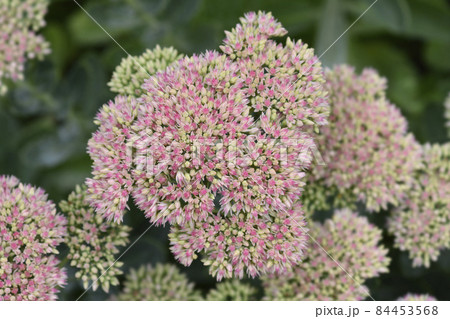 Stonecrop Herbstfreude 84453568