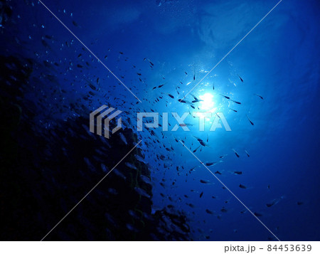 青の美ら海深くに集まる魚たち 84453639