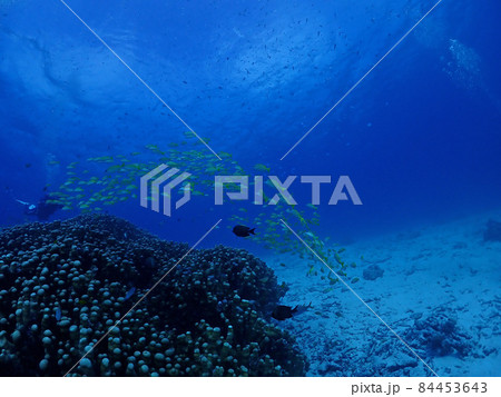 美ら海のサンゴに集まるヨスジフエダイの群れ／沖縄・黒島（竹富町） 84453643