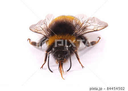 Bumblebee (Bombus terrestris) 84454502