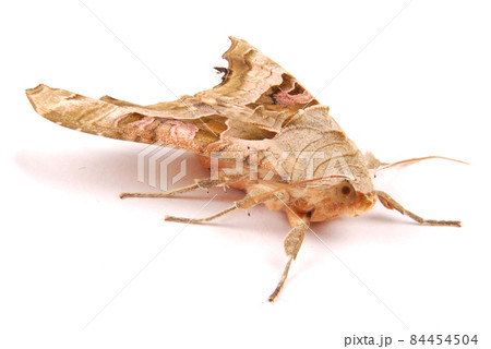 Brown night butterfly 84454504