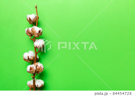 Autumn Floral composition. Dried white fluffy cotton flower branch top view on colored table with copy space Autumn Floral composition. Dried white fluffy cotton flower branch top view on colored table with copy space 84454728
